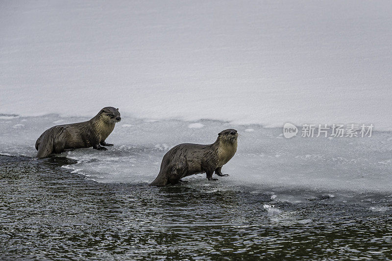 北美水獭，Lontra canadensis，也被称为北方水獭或普通水獭，是北美特有的半水栖哺乳动物。冬天在黄石河边和雪地里玩耍，黄石国家公园